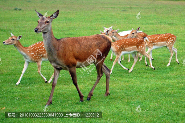 紅鹿