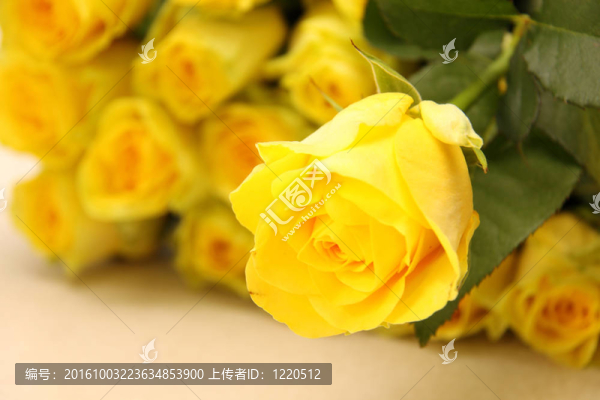 明亮的黃玫瑰