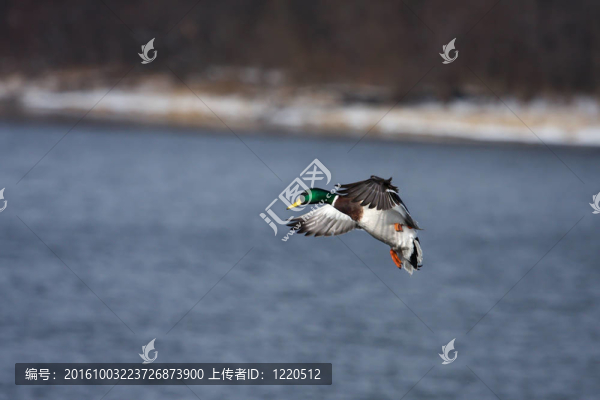 野鴨水上降落