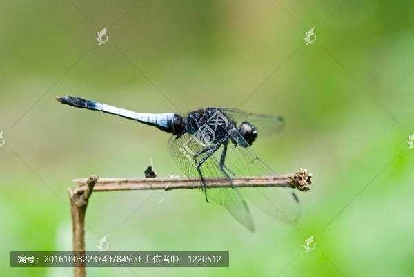 蜻蜓在樹枝上休息