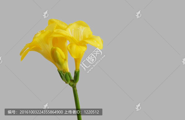 黃色的小蒼蘭