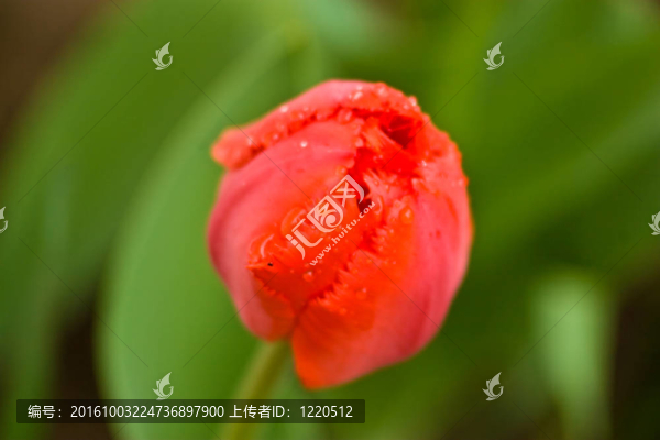 五顏六色的花