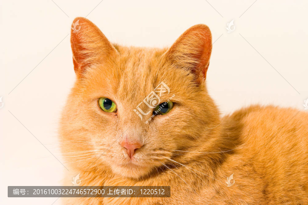 貓隔離