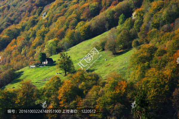 山地農(nóng)場(chǎng)和秋天的樹(shù)木