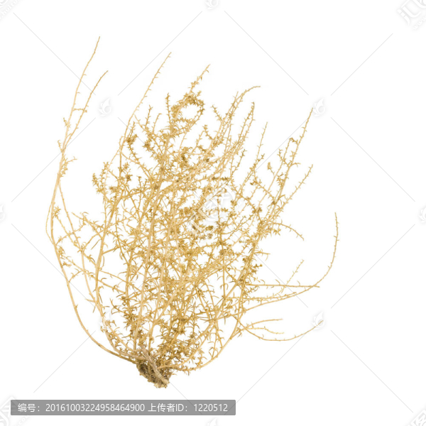 干Tumbleweed,Bush