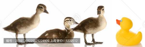 混合家庭