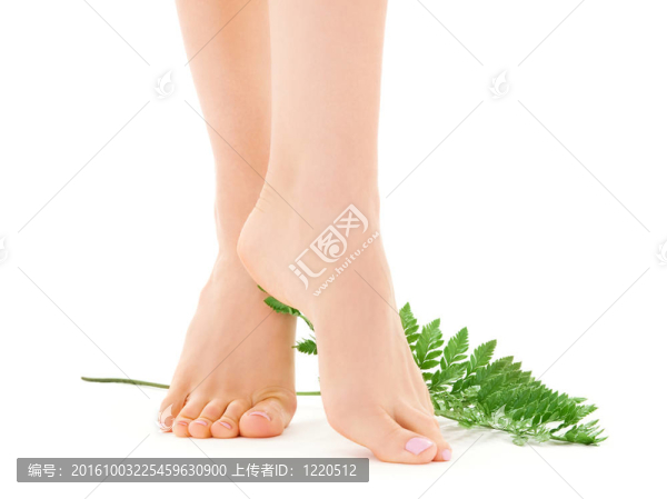 綠葉女腿