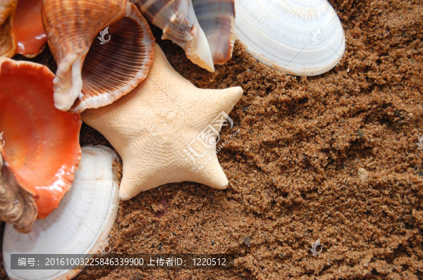 在金色的沙灘的海星和貝殼