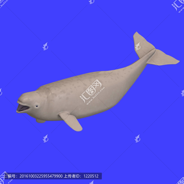 whitle白鯨小牛