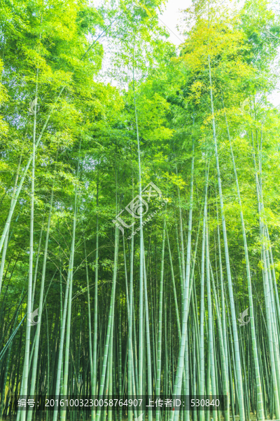 竹林