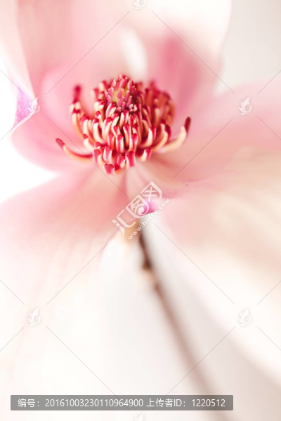 簡(jiǎn)花玉蘭