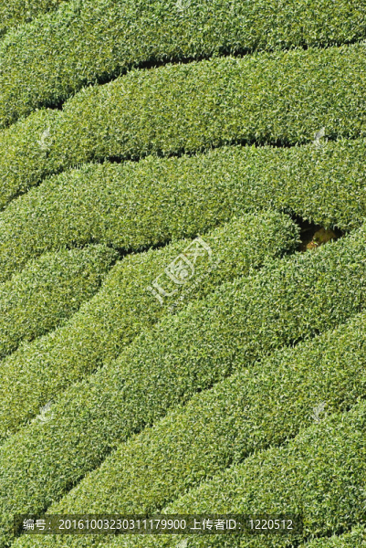一排排茶樹(shù)