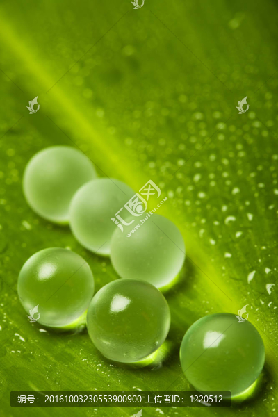 濕葉