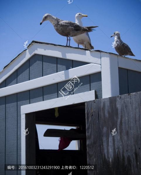 海灘小屋和海鷗