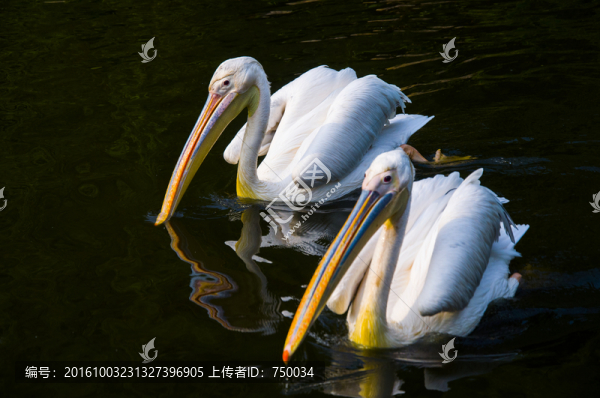 兩只鵜鶘