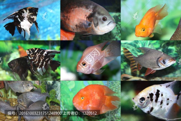 水瓶座的小魚