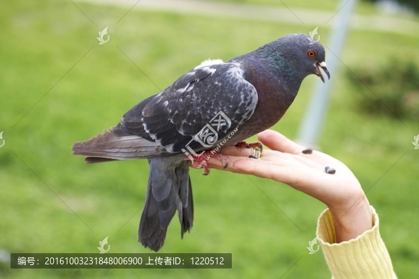 單灰鎮(zhèn)鴿