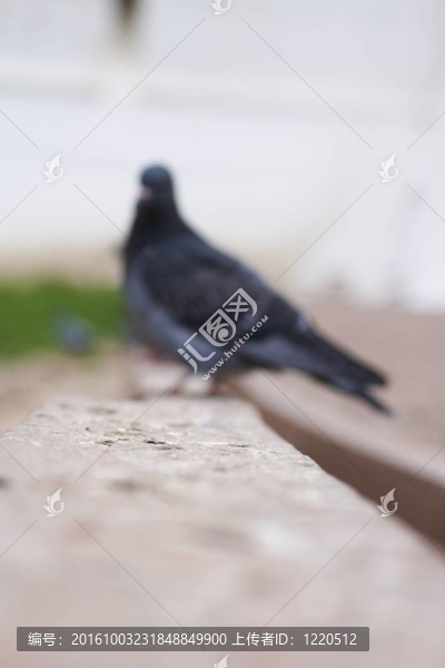 單灰鴿鴿