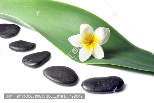 熔巖石與雞蛋（雞蛋）葉上的花