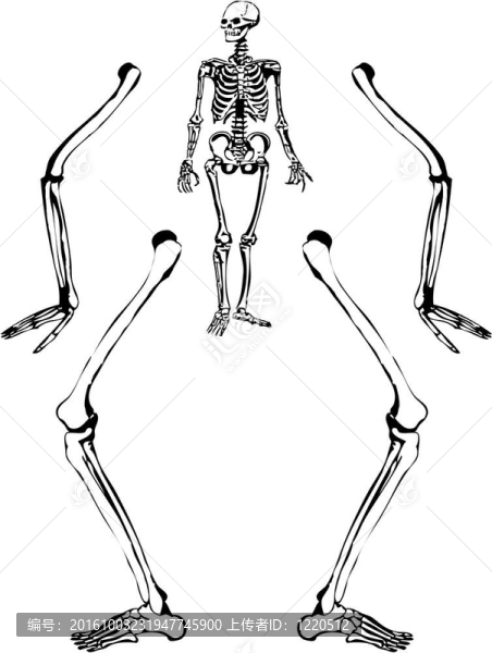 人類的骨架圖