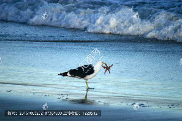 seagul拿著海星在沙灘上的喙