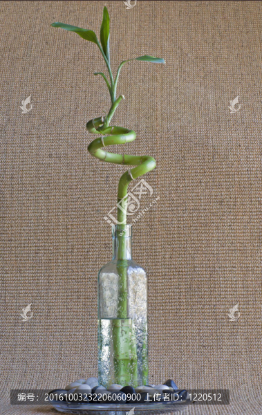彩色瓶里的花竹