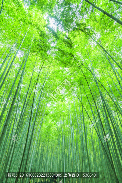 竹林