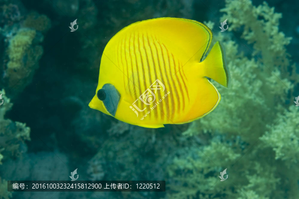 蒙面的蝴蝶魚