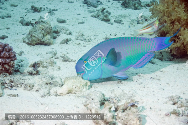 鸚嘴魚