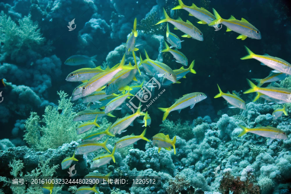 黃鰭金槍魚鰹