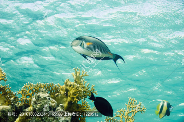 紅海刺尾魚(yú)