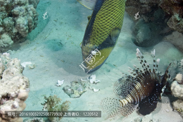 泰坦鲀