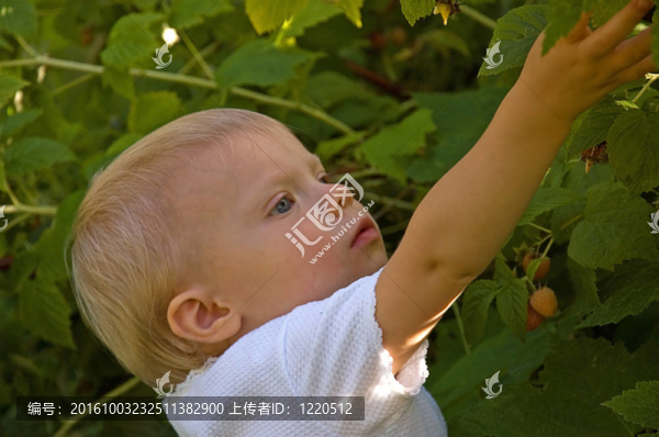 幼兒采摘黃莓