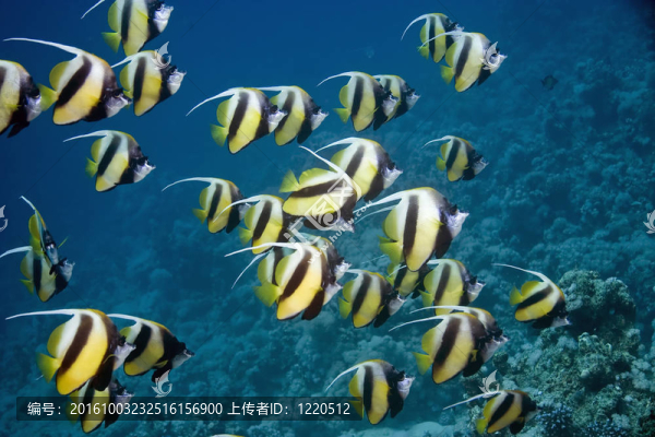 鰭魚