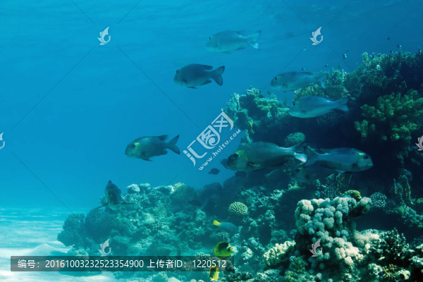 珊瑚和魚