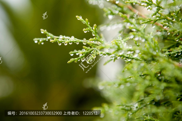 帶雨滴的綠葉