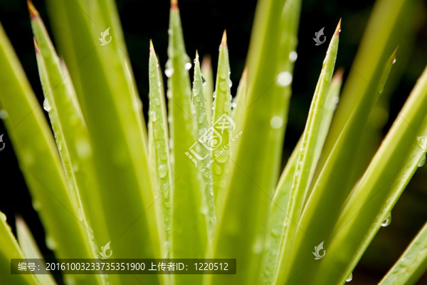 帶雨滴的綠葉