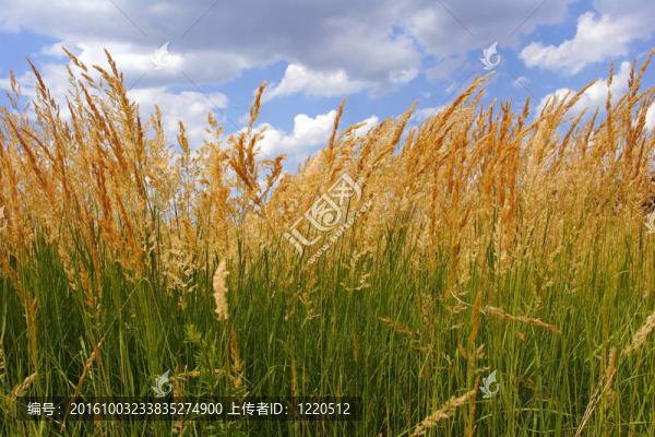 夏天的風(fēng)景