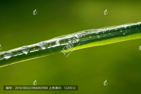 帶雨滴的綠葉