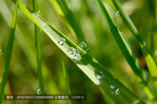 帶雨滴的綠葉