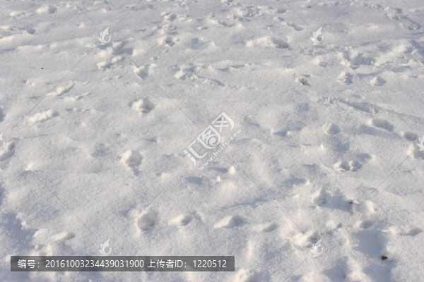 雪中的腳印