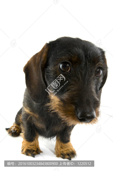 dachshond
