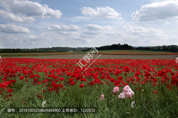 罌粟花田
