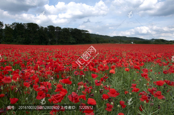 罌粟花田