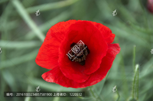 罌粟