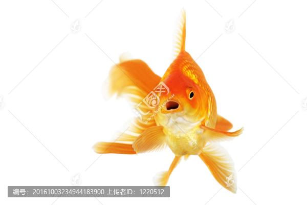 美麗的扇尾金魚