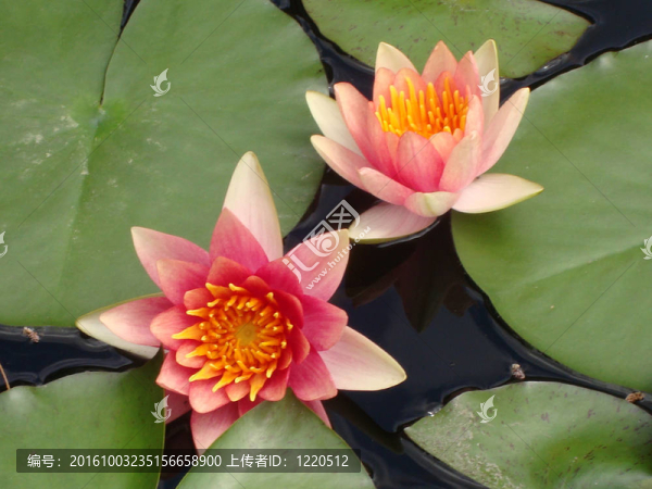 粉紅睡蓮