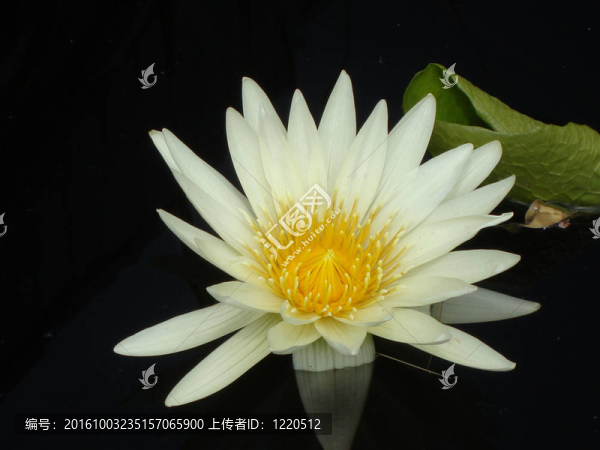 白睡蓮