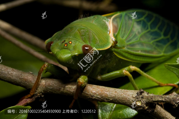 菜販蟬