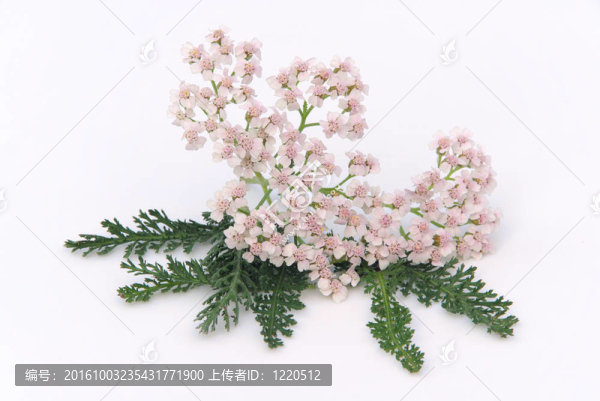 西洋蓍草02